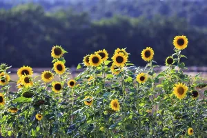 Common sunflowers (Helianthus annuus) in a field for self-pickers