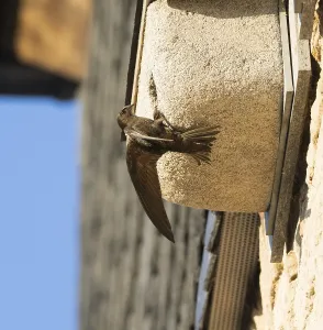 Common swift (Apus apus), adult bird at entrance of its nest