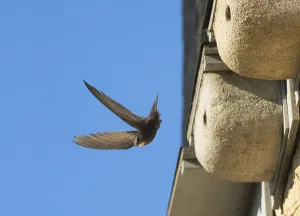 Common swift (Apus apus), adult bird in flight leaving its nest