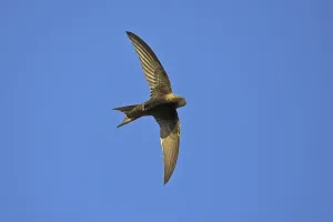 Common swift (Apus apus), family of swallows