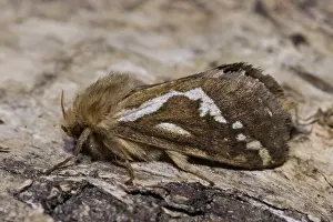 Common swift (moth) (Pharmacis lupulina)