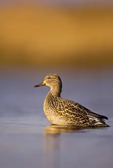 Common Teal (Anas crecca), adult female