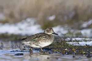 Common Teal (Anas crecca), adult female