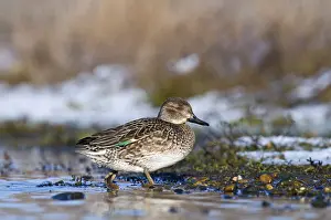 Common Teal (Anas crecca) adult female