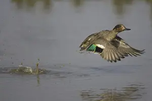 Common Teal (Anas crecca), adult male in flight