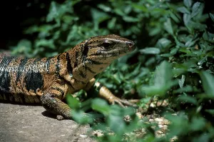 Common Tegu (Tupinambis teguixin), Trinidad
