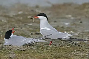 Common Tern, Common Tern, (Sterna hirundo)