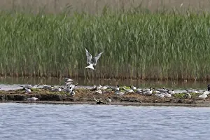 Common Tern (Sterna hirundo)