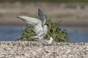 Common Tern (Sterna hirundo)