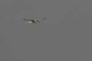Common Tern (Sterna hirundo)