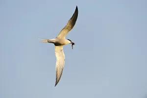 Common Tern (Sterna hirundo)
