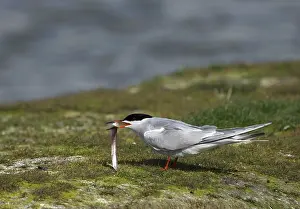 Common Tern (Sterna hirundo)