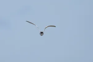 Common tern (Sterna hirundo) adult bird in flight in a blue sky