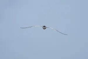Common tern (Sterna hirundo) adult bird in flight in a blue sky