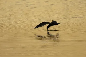 Common tern (Sterna hirundo) adult bird in flight drinking water from a lagoon at sunset