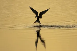 Common tern (Sterna hirundo) adult bird in flight taking off from a lagoon at sunset