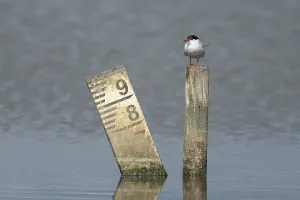 Common tern (Sterna hirundo) adult bird on a post in a lagoon