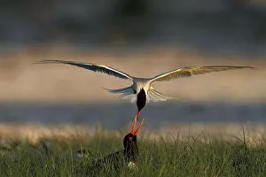 Common Tern (Sterna hirundo) attacking eurasian oystercatcher (Haematopus ostralegus) in the colony