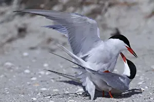 Common Tern (Sterna hirundo), copula