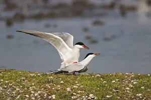 Common Tern (Sterna hirundo) copulation