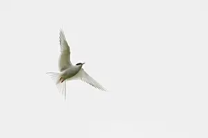 Common Tern (Sterna hirundo), Ersfjordbotn