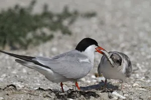 Common Tern (Sterna hirundo), feeding a juvenile