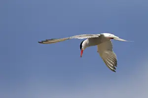 Common Tern (Sterna hirundo) feeding by plunge-diving for fish