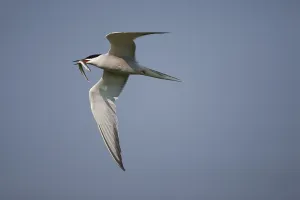 Common Tern (Sterna hirundo) in flight