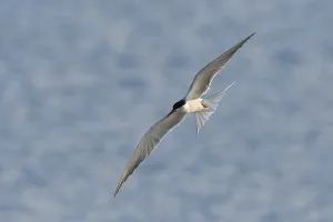 Common Tern (Sterna hirundo) in flight