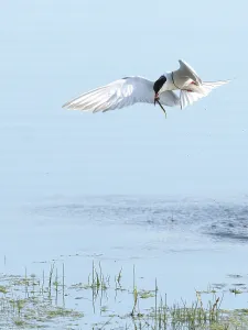 Common Tern (Sterna hirundo) in flight