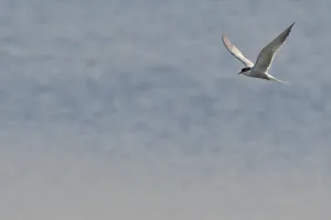 Common Tern (Sterna hirundo) in flight