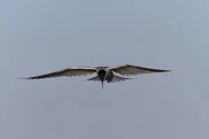 Common Tern (Sterna hirundo), flight study