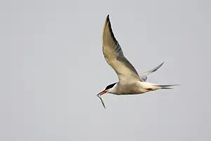 Common tern (Sterna hirundo), flying