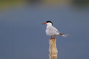 Common Tern (Sterna hirundo), Greece, Europe