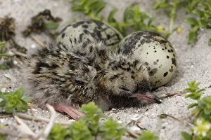 Common Tern (Sterna hirundo), newly hatched young bird