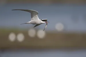 Common Tern (Sterna hirundo) with prey in flight