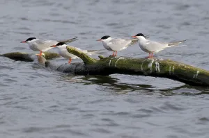 Common Tern (Sterna hirundo) resting on driftwood during migration