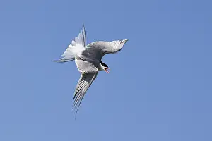 Common Tern (Sterna hirundo) in swooping flight