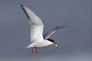 Common Tern (Sterna hirundo), Texel, Netherlands