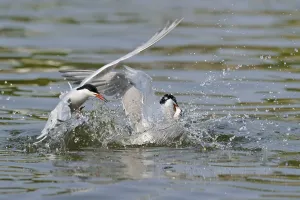 Common terns (Sterna hirundo)