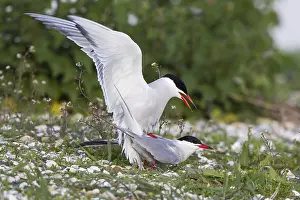 Common Terns (Sterna hirundo), mating