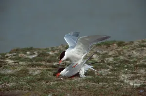Common terns (Sterna hirundo), pair