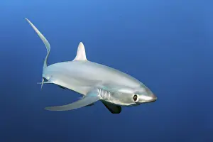 Common thresher, thresher, shark