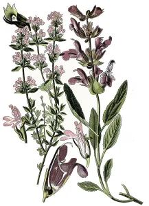 Common Thyme (Thymus vulgaris)