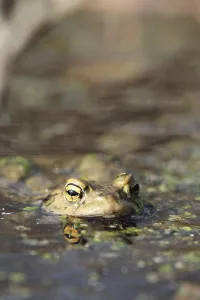 Common toad