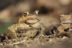 Common toad