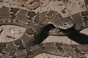 Common toad adder (Causus rhombeatus)