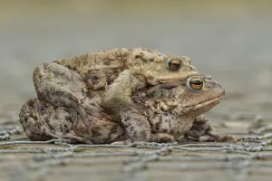 Common toad (Bufo bufo) two adult amphibians mating on a path in spring