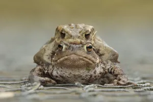 Common toad (Bufo bufo) two adult amphibians mating on a path in spring