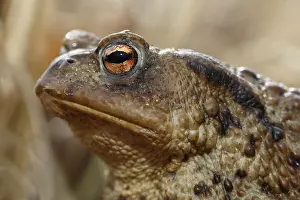 Common toad (Bufo bufo), female